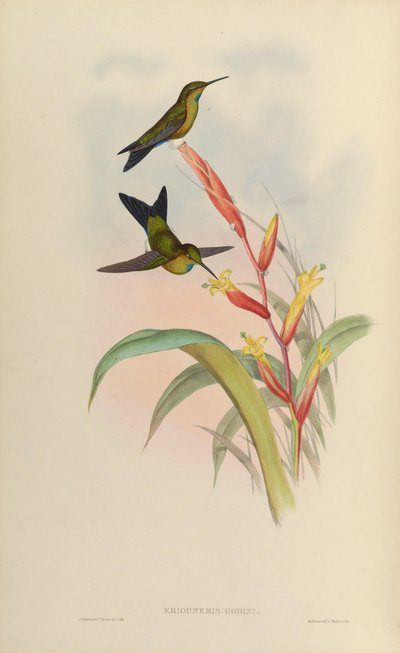 Eriocnemis godini - John Gould